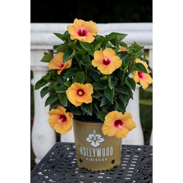 PROVEN WINNERS 2 Gal. Hollywood Gossip Queen Yellow and Orange Flower Annual Hibiscus Plant