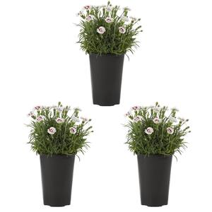 2 Qt. White Dianthus Perennial Plant (3-Pack)