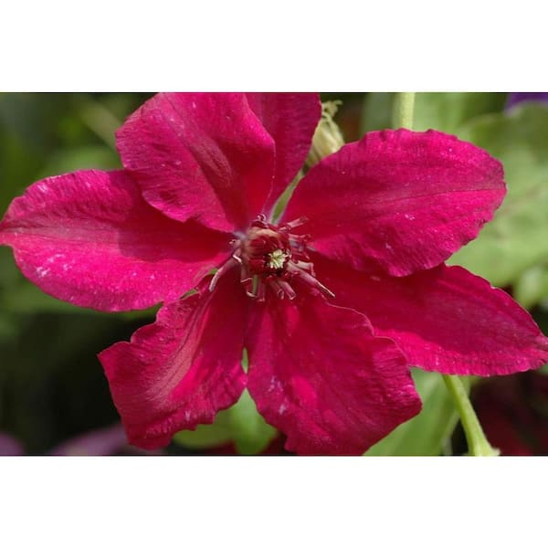 Clematis Ruutel-3 Live Plants in 4 in. Growers Pots-Clematis 'Ruutel'-Beautiful Maroon Flowering Vine