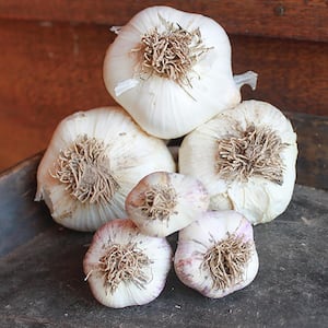 Elephant Garlic Set of 3 Cloves