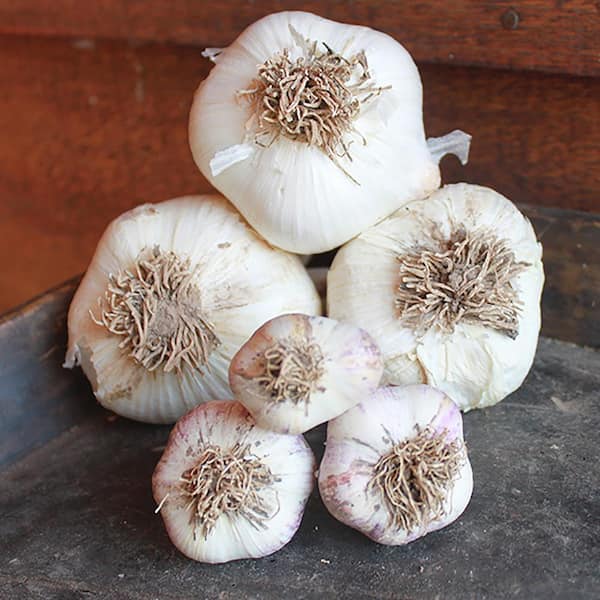 VAN ZYVERDEN Elephant Garlic Set of 3 Cloves