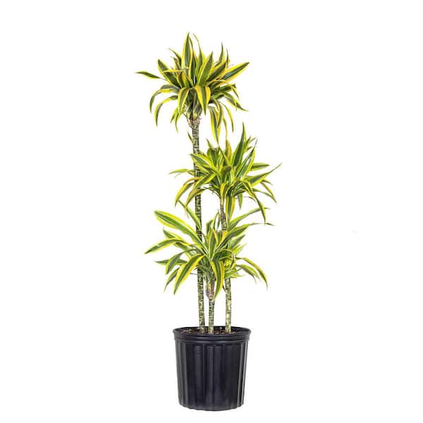 10 in. Dracaena Lemon Lime Plant in Grower Pot