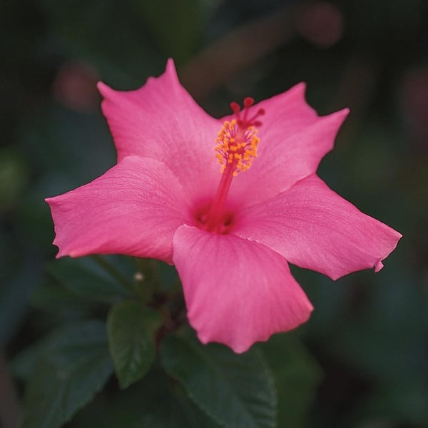 Costa Farms 2 Gal. Standard Hibiscus Shrub with Pink Flowers