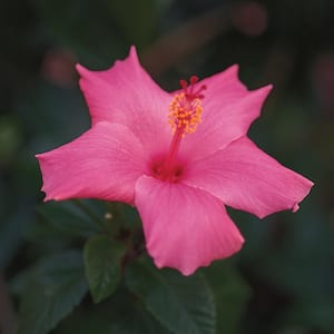 2.33 Gal. Braided Hibiscus Shrub with Pink Flowers
