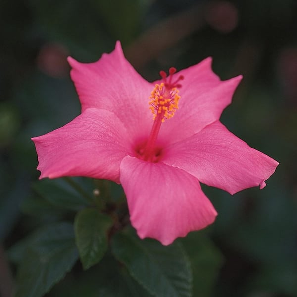 Costa Farms 2.33 Gal. Braided Hibiscus Shrub with Pink Flowers