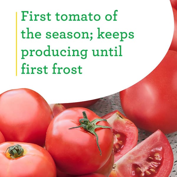 Have a question about Bonnie Plants 19 oz. Early Girl Tomato