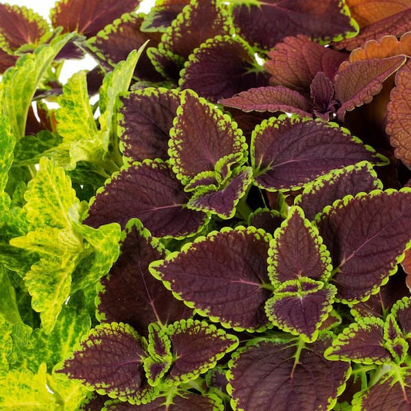 3 Qt. Drop N Decorate Coleus Mix (2-Pack)