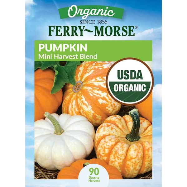 Organic Pumpkin Mini Harvest Blend Fruit Seeds