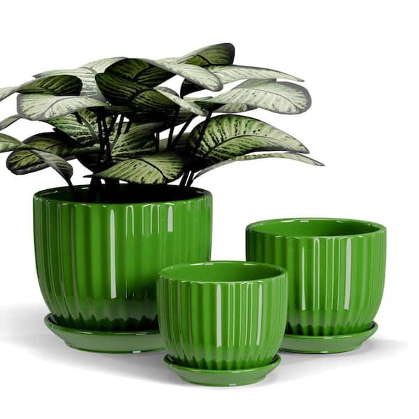 anthurium andraeanum bird safe Laceleaf: Anthurium - 5