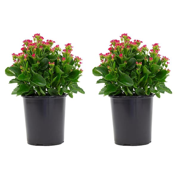 Vigoro 2.5 Qt. Kalanchoe Plant Purple Flowers in 6.33 In. Grower's Pot (2-Plants)
