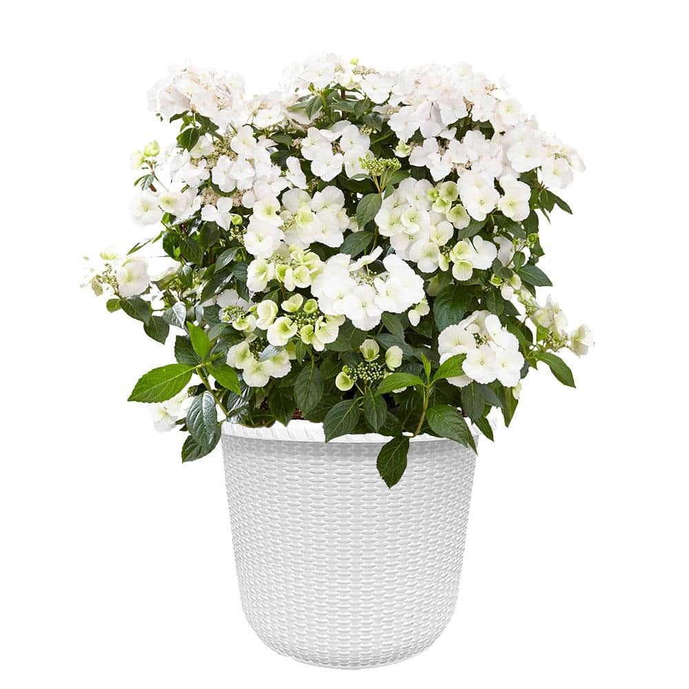 Reviews for PROVEN WINNERS 2 Gal. Fairytrail Bride Hydrangea Shrub