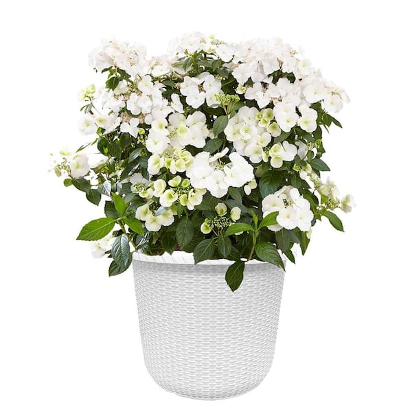 PROVEN WINNERS 2 Gal. Fairytrail Bride Hydrangea Shrub with White