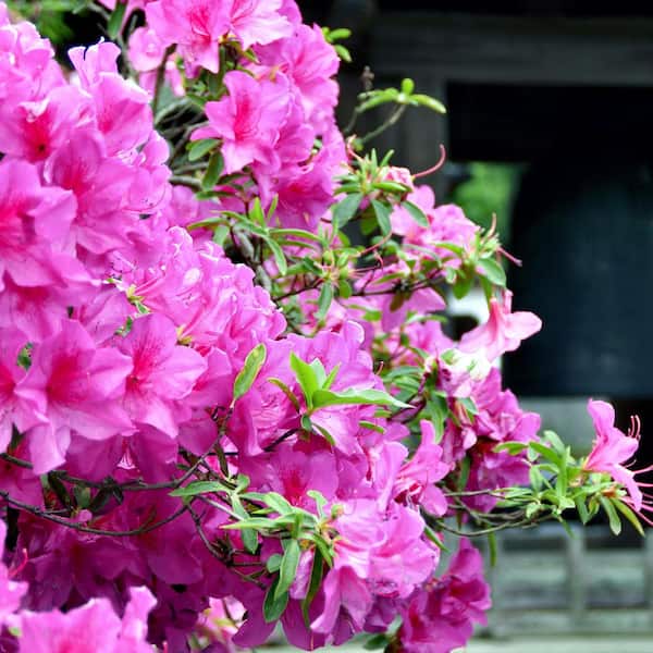 national PLANT NETWORK 2.5 qt. Azalea Karens Flowering Shrub with Purple Blooms