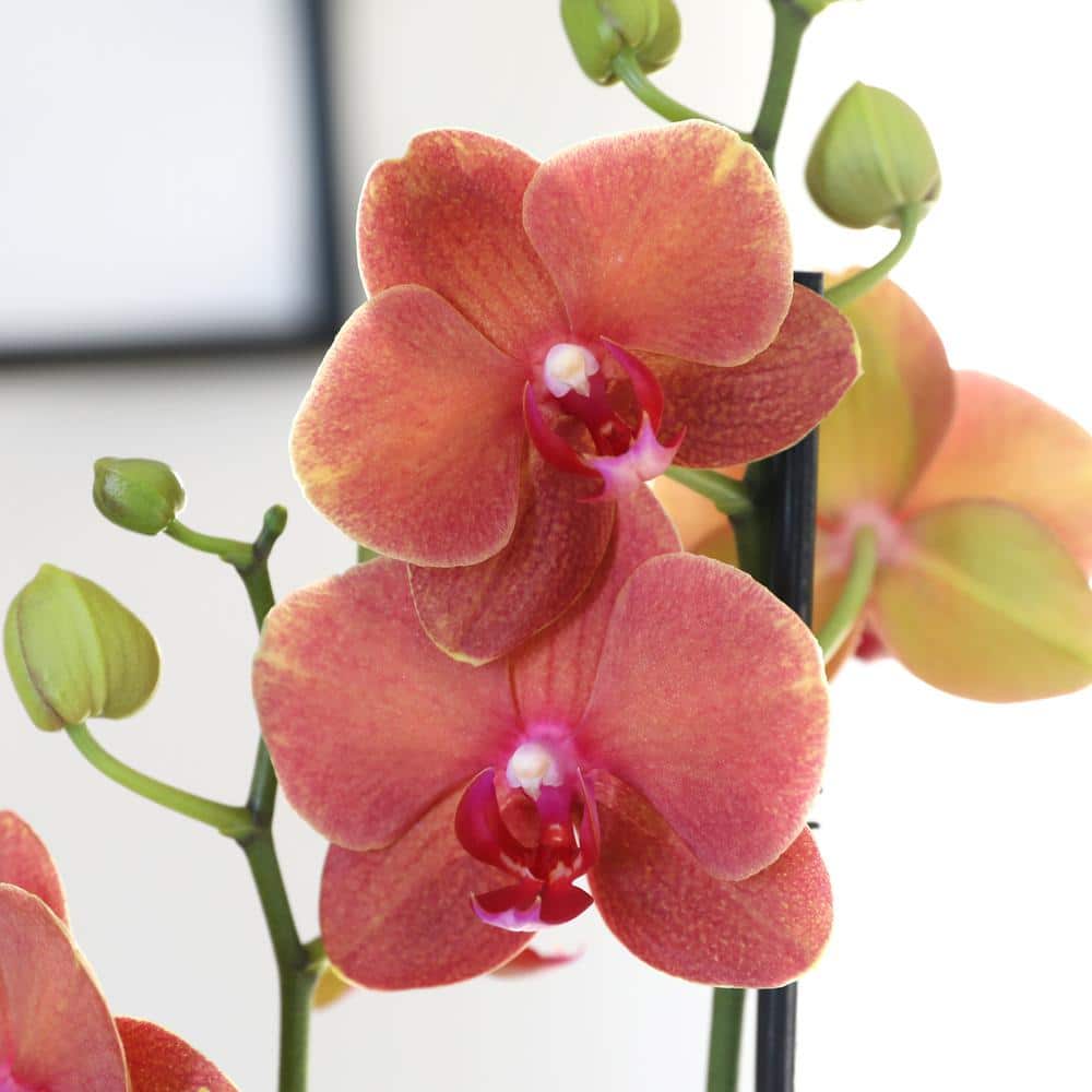 Salmon Phalaenopsis Orchid in Beige Ceramic Pot