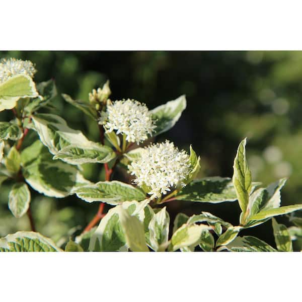1 Gal. Ivory Halo Dogwood Shrub a Lovely Ornamental Twist on the Classic Red Dogwood