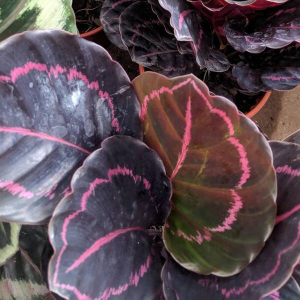 4 in. Dottie Calathea Plant in Grower Pot (4-Piece)