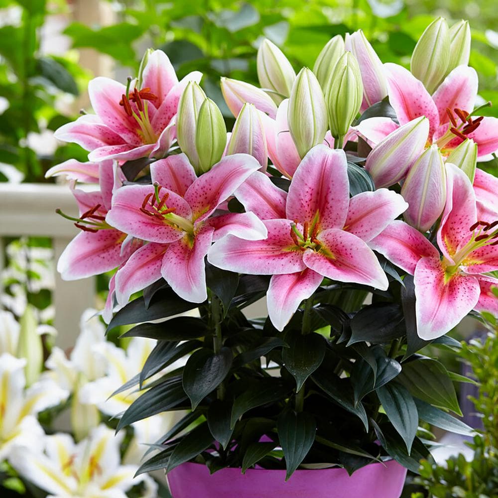 VAN ZYVERDEN Patio First Romance Lilies Kit with 7 Bulbs, Metal Planter ...