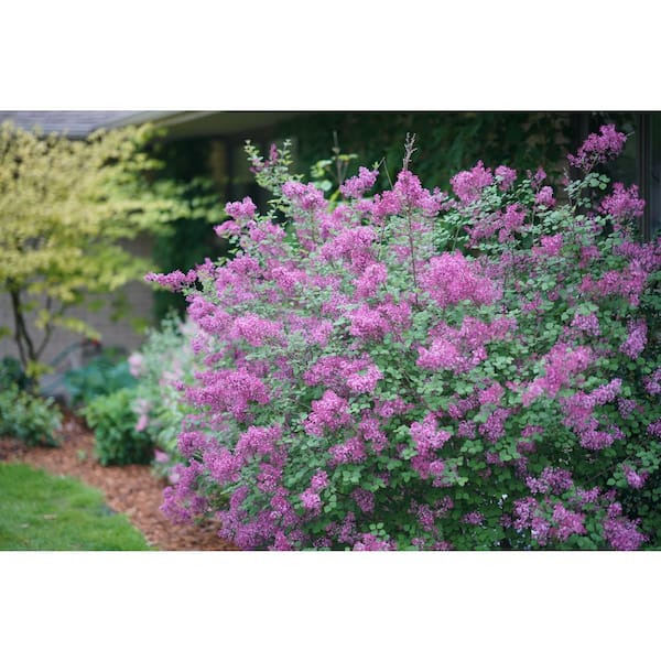 2 Gal. Bloomerang Dark Purple Reblooming Lilac (Syringa) Live Shrub with Deep Purple Flowers