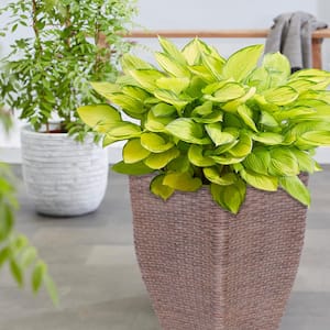 Hosta Gold Standard Patio Kit With Decorative Ratten Planter, Planting Medium and Root (Set of 1)