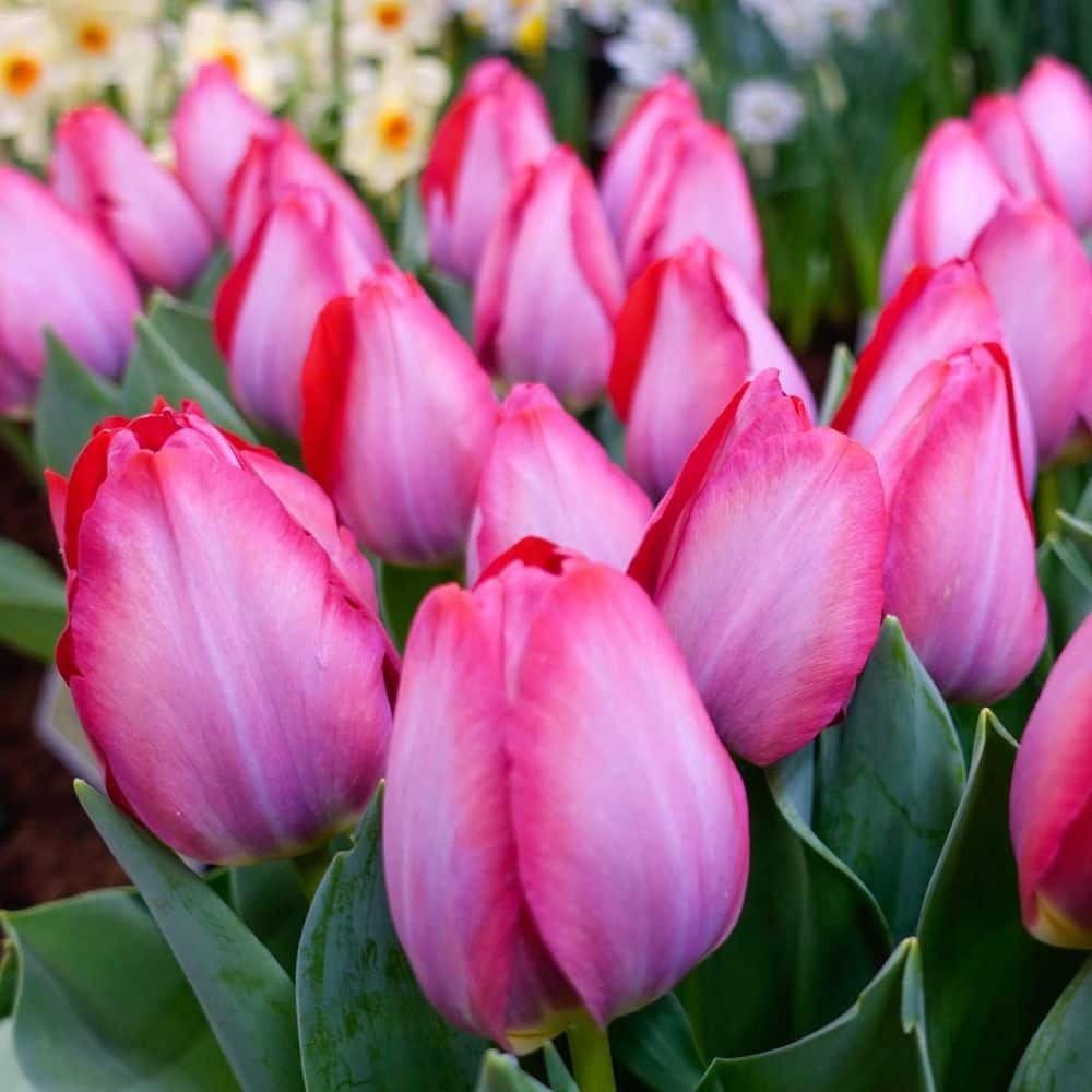Pink Sound Triumph Tulip Spring Flowering Dormant Bulbs (25-Pack) price history on PriceWatchPro