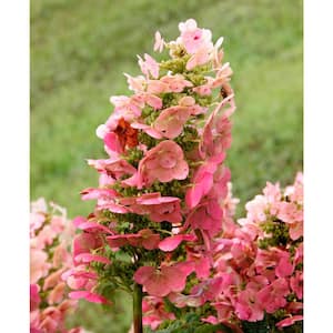 4 in. Pot Ruby Slippers Oakleaf Hydrangea Live White Flowering Perennial Plant