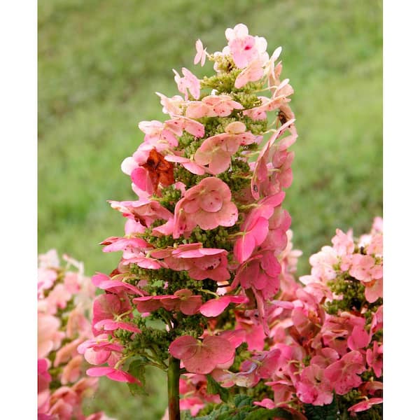 Spring Hill Nurseries 4 in. Pot Ruby Slippers Oakleaf Hydrangea Live White Flowering Perennial Plant