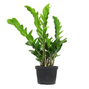 6 in. ZZ Plant (Zamioculcas Zamiifolia) Single Plant