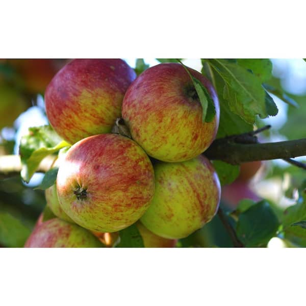 Bagged vs. un-bagged Z7 goldrush apples - General Fruit Growing - Growing  Fruit