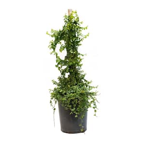 5 container - Creeping Fig Vine Plant with Stake