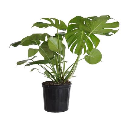 Best Young Cheese plant (Monstera Delicioca)Discount Shop