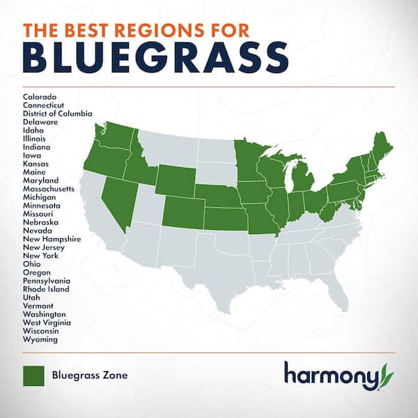 500 sq. ft. Bluegrass Sod (1-Pallet)