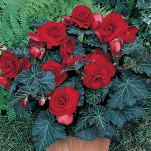 Specialty Begonias Bronze Leaf Red Bulbs (Set of 5)