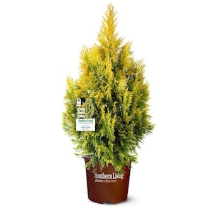 SOUTHERN LIVING 2 Gal. Forever Goldy Arborvitae Shrub 14052 - The