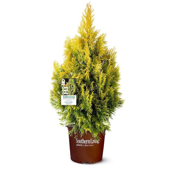 3 Gal. Forever Goldy Arborvitae, Evergreen Tree with Golden-Yellow Foliage