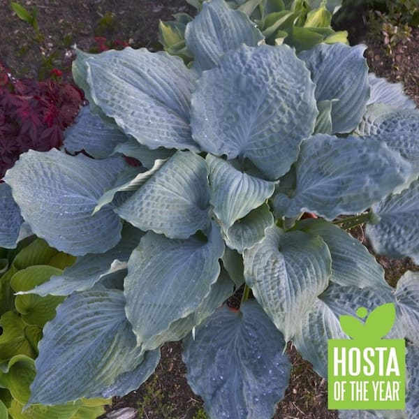 0.65 Gal. Shadowland Diamond Lake (Hosta) Live Plant, Lavender Flowers and Blue Foliage