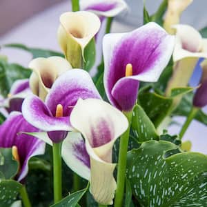 White and Purple Flowers Picasso Calla Lily Bulb (1-Pack)
