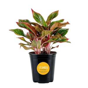 Costa Farms Trending Tropical Spathonema Aglaonema Indoor Plant in