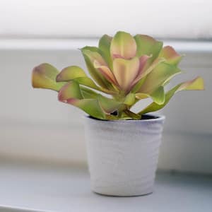 Zosia 7 in. Green/Pink Artificial Other Aeonium Pick