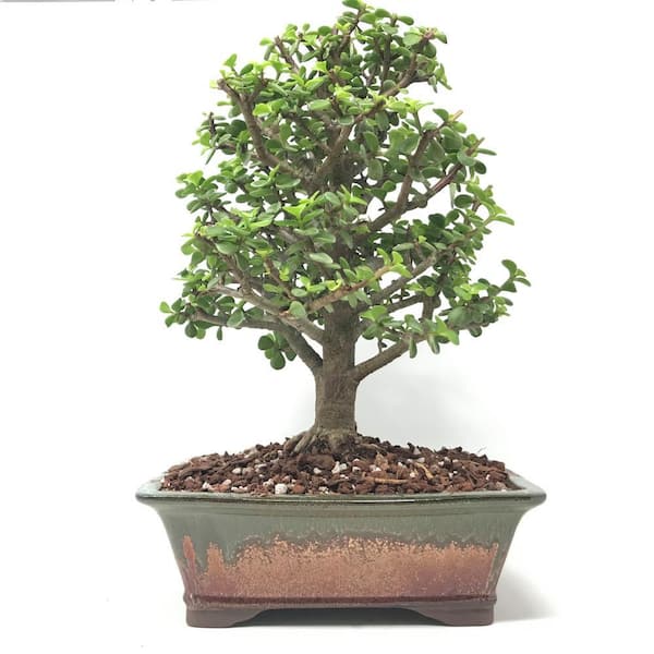 Reviews for The Bonsai Supply 2 lbs. Bonsai Dry Fertilizer Quick Release  for Instant Results Tons of Micro Nutrients Vital for Bonsai Health Jar |  Pg 1 - The Home Depot