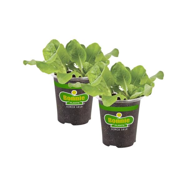 Bonnie Plants 19 oz. Buttercrunch Lettuce Plant (2Pack) 2P0052 The Home Depot