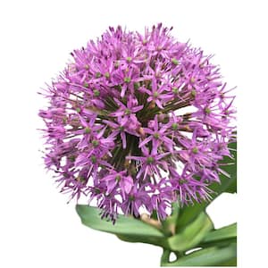 Purple Allium Sensation 25-Bulbs