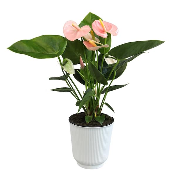 ALTMAN PLANTS Pink Flamingo Flower Anthurium Plant Gift (Approx. 17-19 in. Tall), 4 in. White Pot, Easy Care Live Indoor Plant