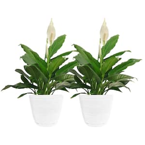 6 in. Peace Lily Indoor Plant in Small White Ribbed Plastic Decor Planter (2-Pack)