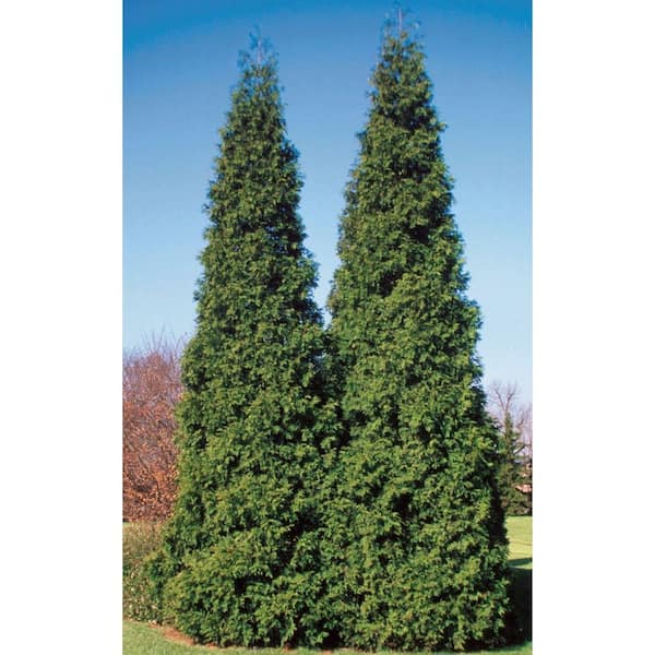 PROVEN WINNERS Spring Grove Western Arborvitae (Thuja) Live Evergreen Shrub, Green Foliage, 4.5 in. Qt.