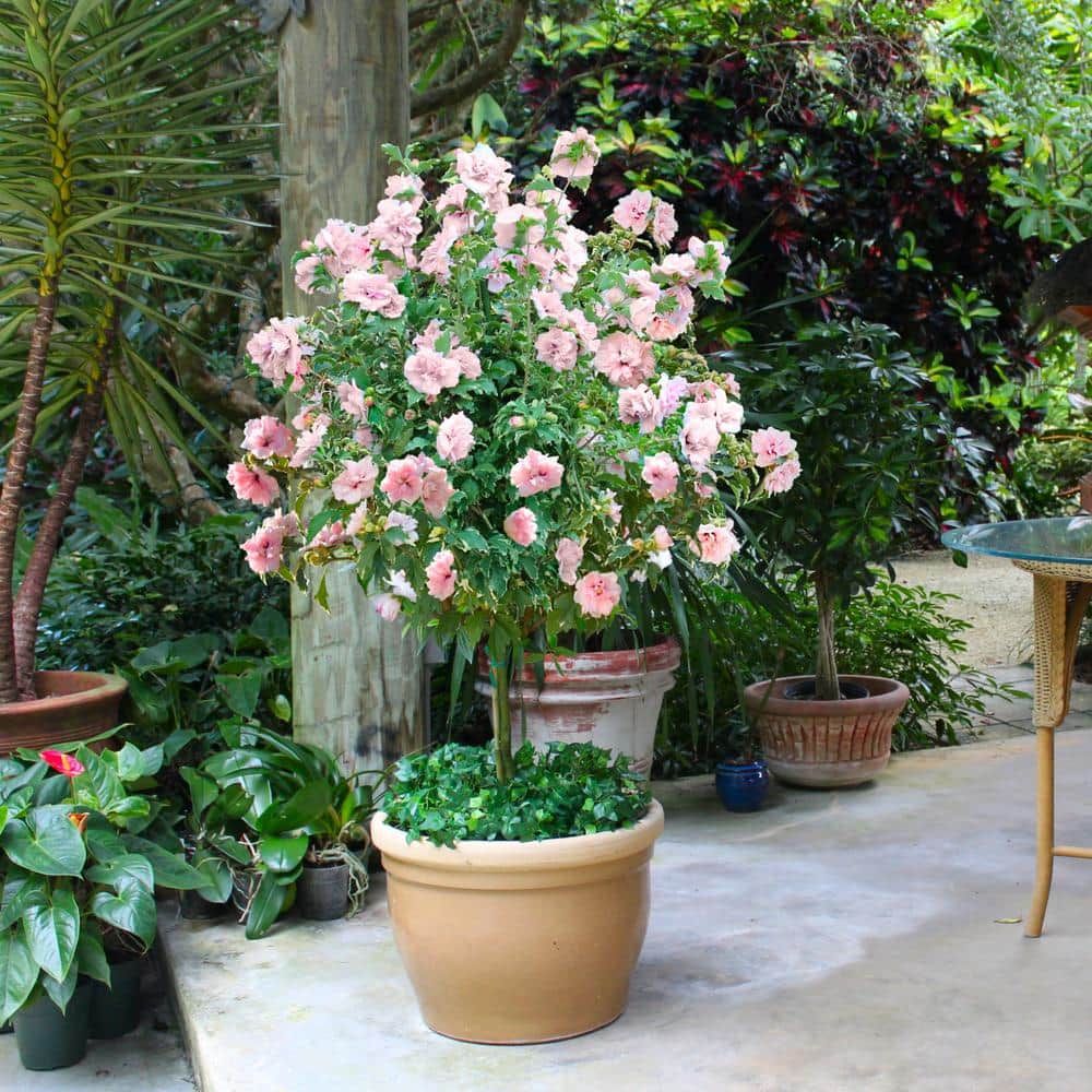 Sugar Tip Pink Hibiscus Tree with Variegated Foliage in 1 Gallon Container