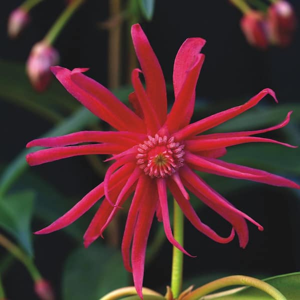 national PLANT NETWORK 4 in. Illicium Scorpio Shrub with Pink-Red Flowers (3-Pack)