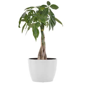 Money tree Live Pachira Aquatica in 6 inch Premium Sustainable Ecopots Pure White Pot with Removeable Drainage Plug