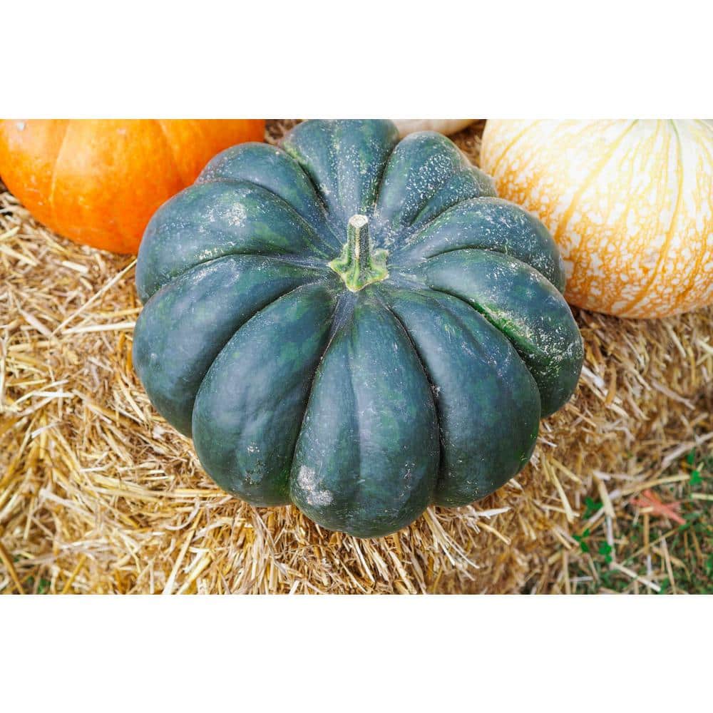Online Orchards Live Blue Jarrahdale Pumpkin Freshly Harvested for Fall