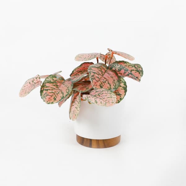 Flora Bunda 4.25" White Artificial Trailing Plant in Ceramic