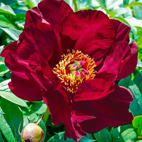 Spring Hill Nurseries Scarlet Heaven Itoh Peony Dormant Bare Root Perennial Plant Root (1-Pack)